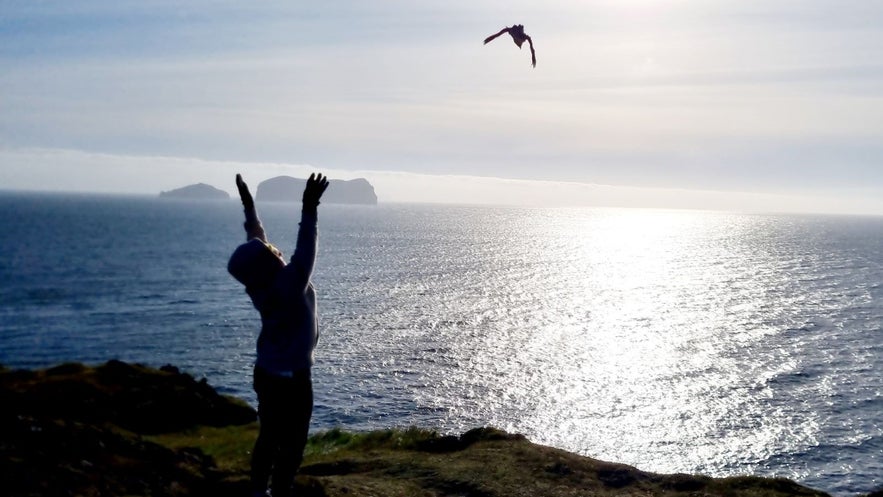 Once the locals have collected lost pufflings, they let them go by the sea