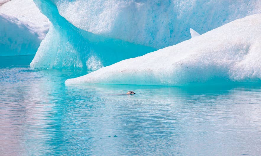 Eine Robbe schwimmt zwischen Eisbergen auf der Gletscherlagune Fjallsarlon.