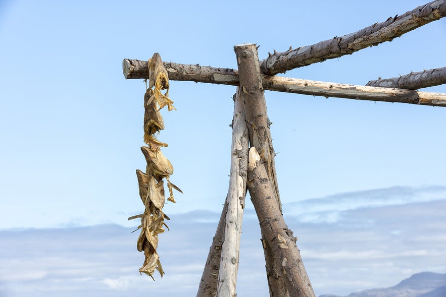 Hardfiskur (salted stockfish) being hung up to dry in the cold Icelandic weather