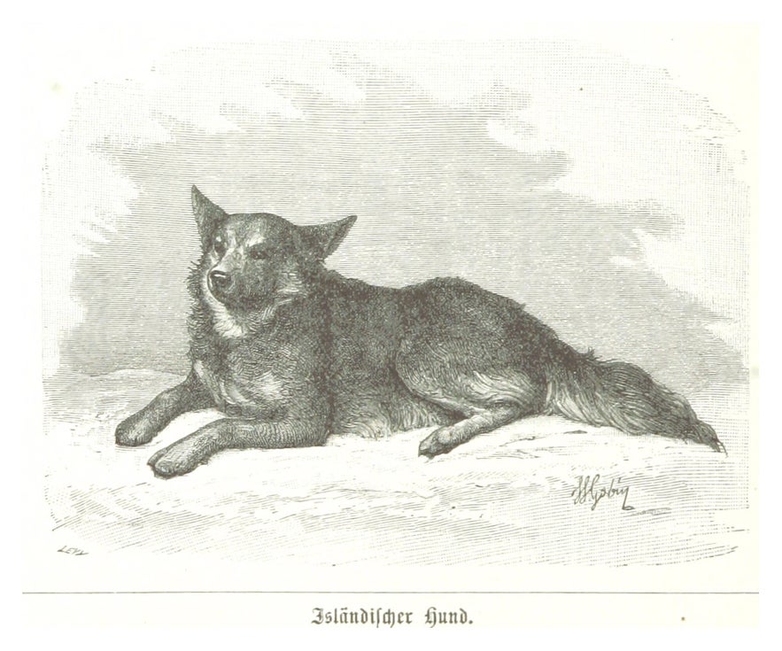 An 1889 drawing of an Icelandic Sheepdog.