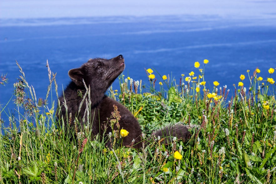 Arctic fox in summer landscape in Hornstrandir, Iceland