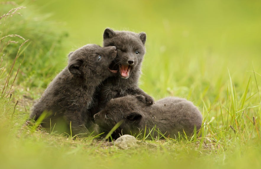 Arctic fox cubs playing in the grass in Hornstrandir Nature Reserve, Iceland