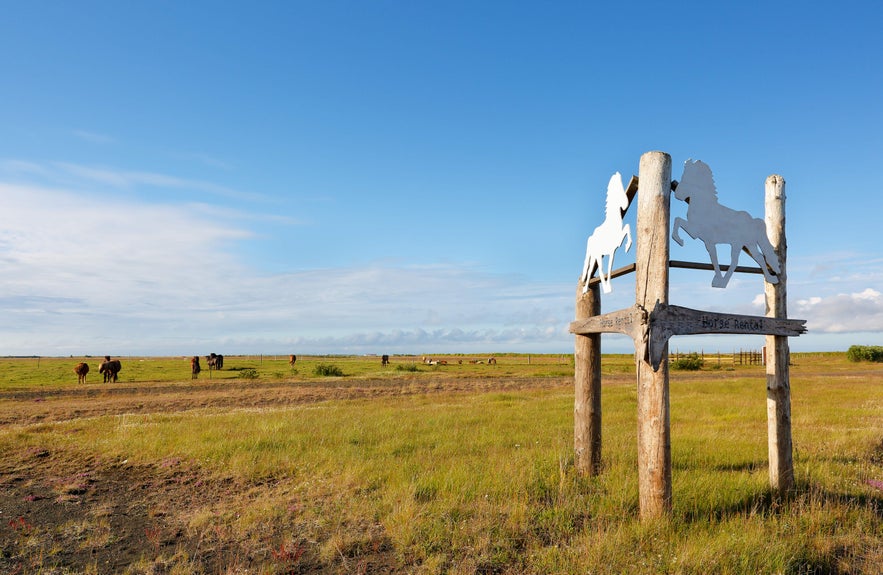 Wooden horse rental sign with carved silhouettes stands in a grassy field as Icelandic horses graze under a bright blue sky.