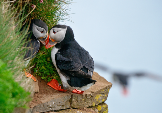 Small-Group 3-Day Guided Westfjords Summer Tour from Reykjavik