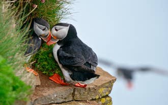 A cute Icelandic puffin couple having a moment on the side of a rocky and grassy cliff overlooking the sea.