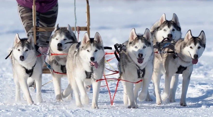 Dog sledding in Iceland with a group of huskies running through a snowy landscape.