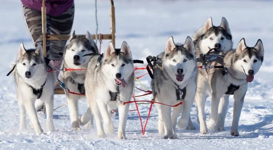 Dog sledding in Iceland with a group of huskies running through a snowy landscape. Dog sledding in Iceland with a group of huskies running through a snowy landscape.