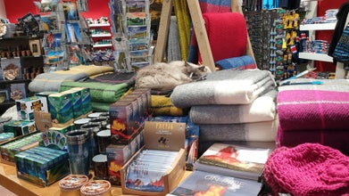 고양이를 사랑하는 여행객을 위한 소규모 2시간 레이캬비크 도보 투어(간식 제공)