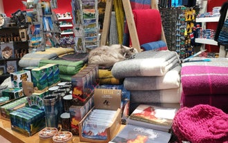 A unique experience combining urban exploration and adorable cat encounters