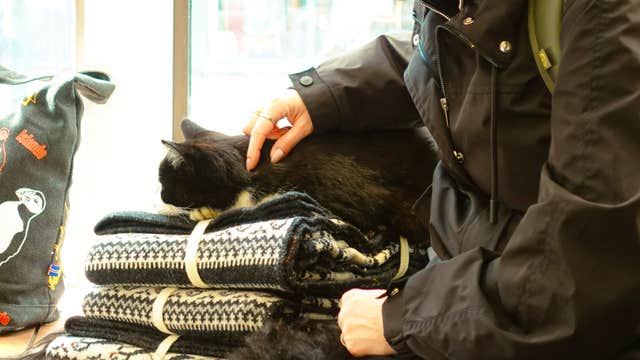 고양이를 사랑하는 여행객을 위한 소규모 2시간 레이캬비크 도보 투어(간식 제공)