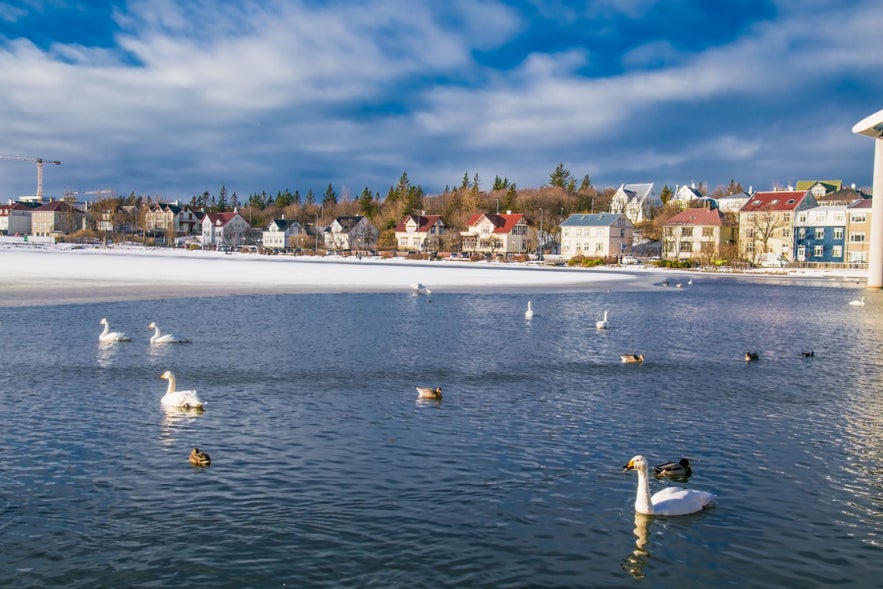 Swans and ducks swimming on Tjornin Pond near Reykjavik City Hall with colorful houses in the background