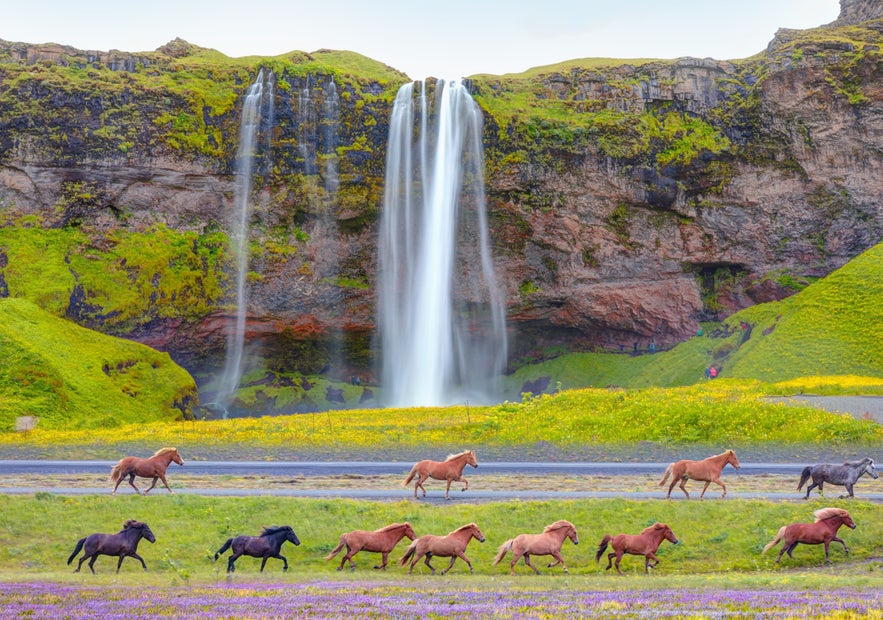 Icelandic horses running near Seljalandsfoss Waterfall, showcasing wildlife and animals in Iceland along the South Coast.