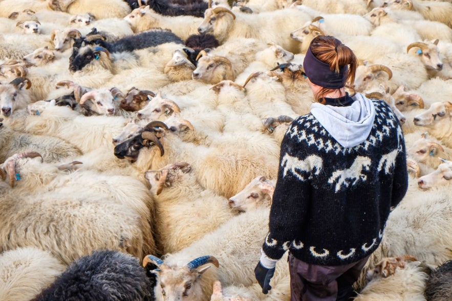 Icelandic sheep during rettir, highlighting wildlife and animals in Iceland in the rural countryside.