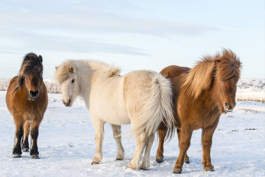 冬のレイキャビク近郊の野原にいるアイスランド馬。野生動物・動物の一例。