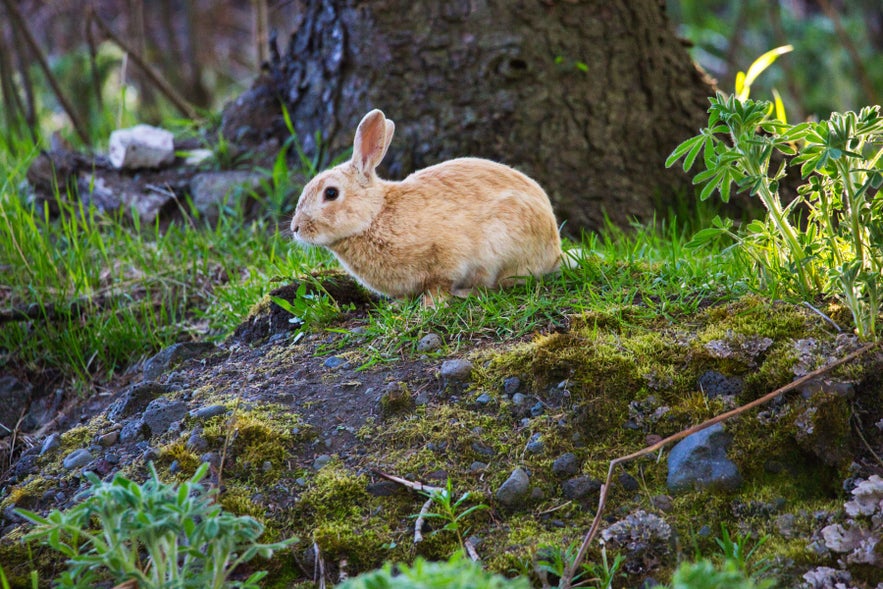 Wild rabbit in a grassy Reykjavik park, part of wildlife and animals in Iceland.