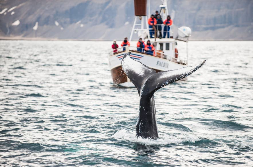 Whale tail near a whale-watching boat in Eyjafjordur, part of wildlife and animals in Iceland.