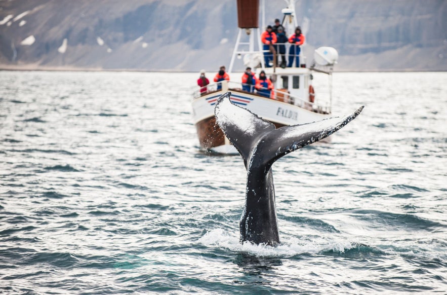 Whale tail near a whale-watching boat in Eyjafjordur, part of wildlife and animals in Iceland.