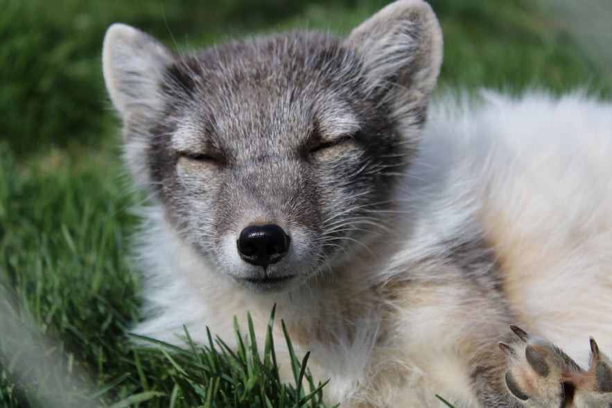 Arctic fox resting in grassy terrain, representing wildlife and animals in Iceland during summer.