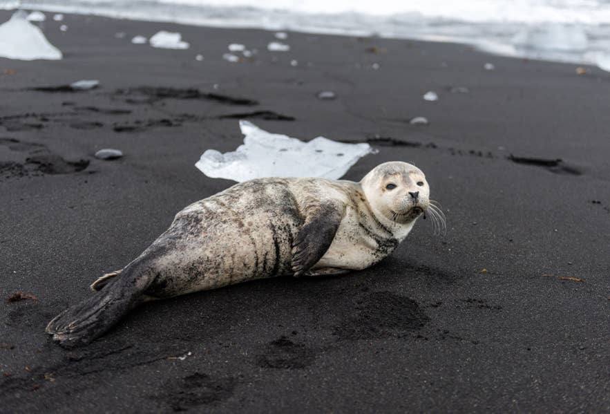 ヨークルスアゥルロゥン氷河湖近くの黒砂海岸にいるゼニガタアザラシ。野生動物・動物の一例。