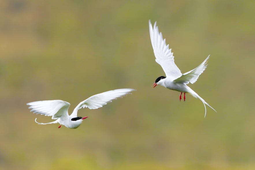 Arctic terns in flight over Icelandic wetlands, part of wildlife and animals in Iceland during summer nesting season.