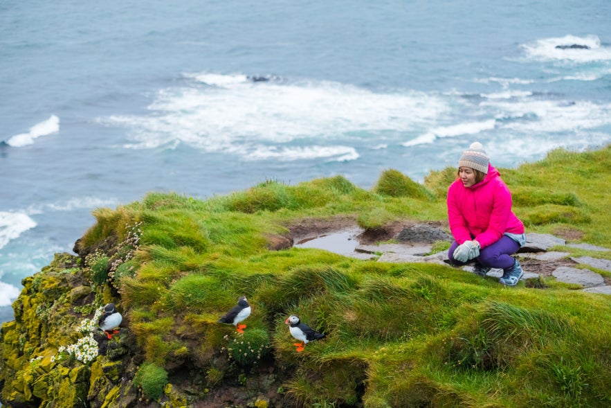 Traveler watching puffins at Latrabjarg Cliffs, showcasing wildlife and animals in Iceland along the Westfjords Coast.