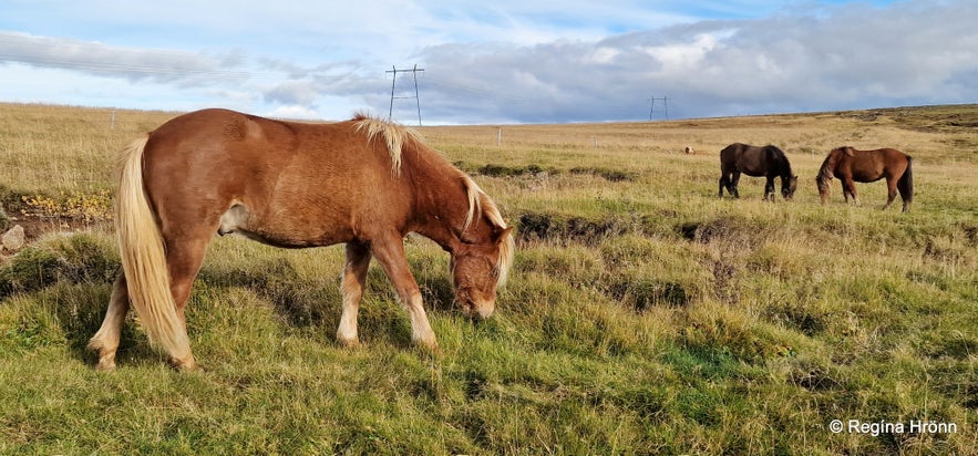 Helgufoss Waterfall - is it named after Helga the Daughter of B&aacute;r&eth;ur Sn&aelig;fells&aacute;s
