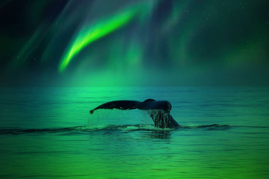 Walvis komt boven in kalm IJslands water onder het groene noorderlicht, dat weerspiegelt op zee in de nacht.