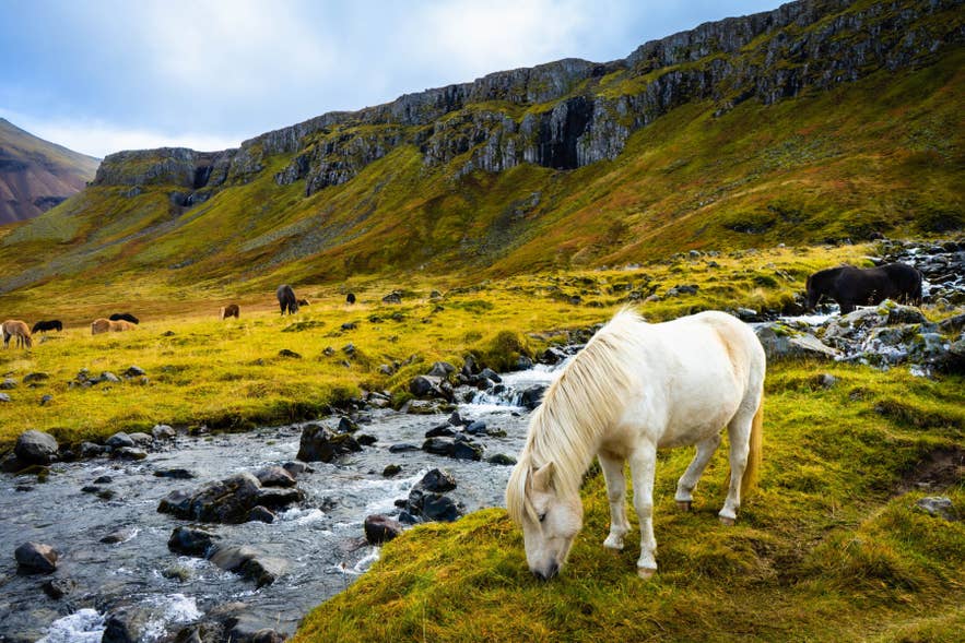 Wit IJslands paard graast bij een heldere beek in een groene vallei, met rotsachtige heuvels en andere paarden op de achtergrond.