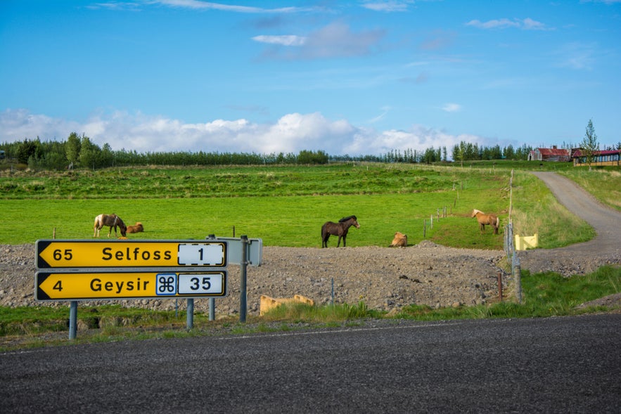 Road signs near Fludir showing directions to Selfoss and Geysir, with Icelandic horses grazing in South Iceland countryside.