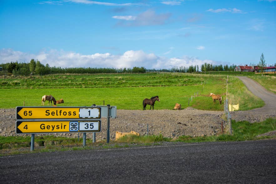 Verkeersborden bij Fludir met richtingen naar Selfoss en Geysir, met IJslandse paarden in het landschap van Zuid-IJsland.