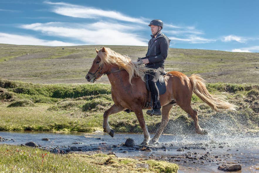 Een IJslands paard steekt een ondiepe beek over tijdens een paardrijtocht bij Fludir in Zuid-IJsland.