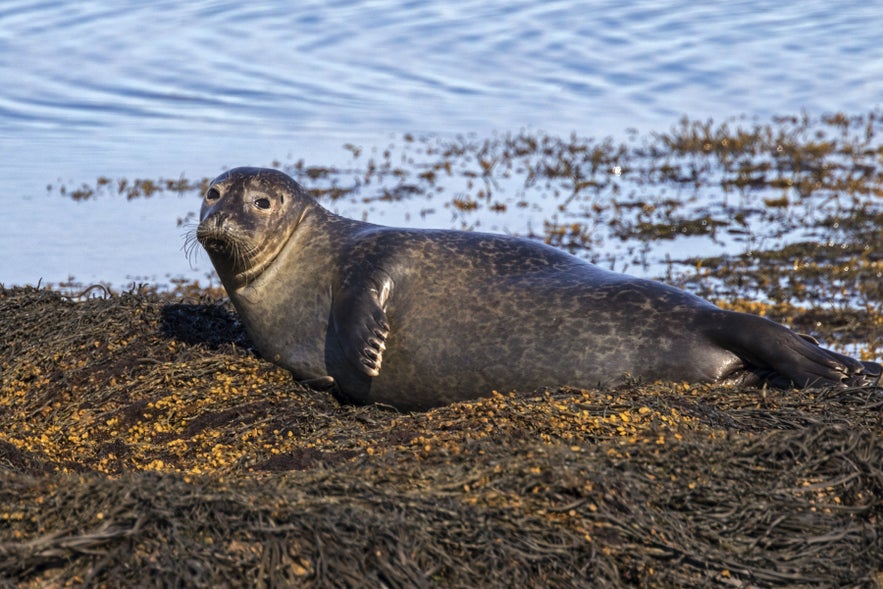 Harbor seal resting on seaweed-covered shore in Vatnsnes Peninsula, Iceland.