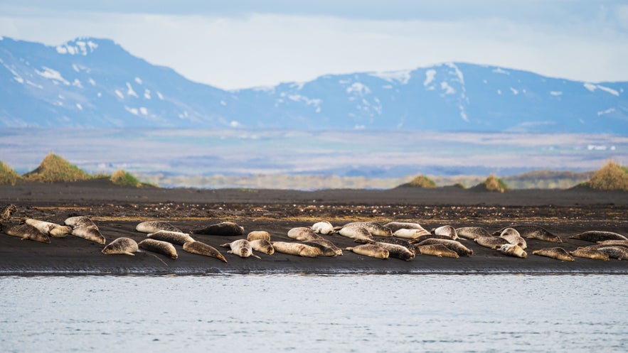 Group of seals resting on the black sand beach with mountain views in Vatnsnes Peninsula, Iceland.