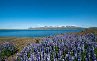 Purple lupines blooming along the coast of Hvalfjordur Fjord in summer.