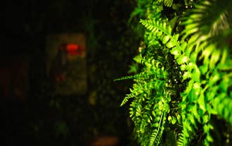 Green fern wall lit in a dark interior, with soft light highlighting dense tropical foliage.