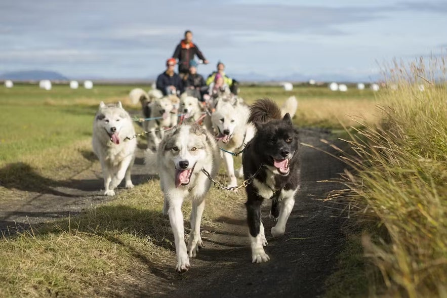 Dog sledding is also called mushing.