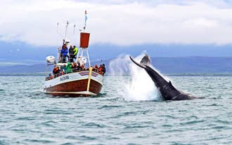 Tour di whale watching da Husavik