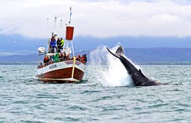 Traditional Whale Watching from Husavik
