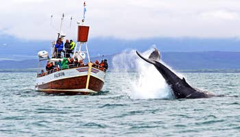 Tradisjonell hvalsafari fra Husavik 