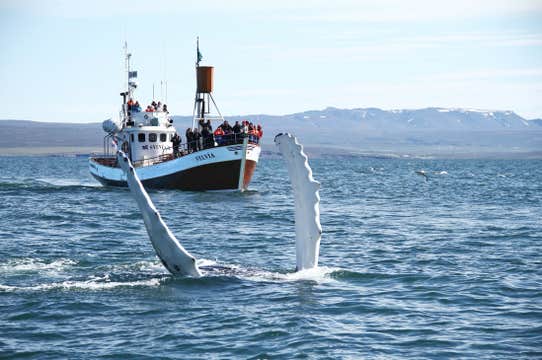 胡萨维克观鲸团