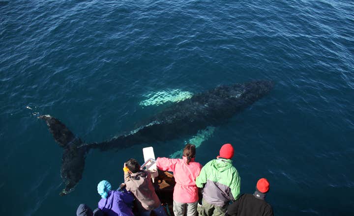 Den originale hvalsafari fra Húsavík
