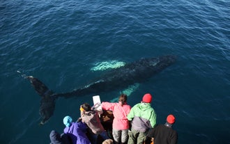 Die Original-Whale-Watching-Tour von Husavík
