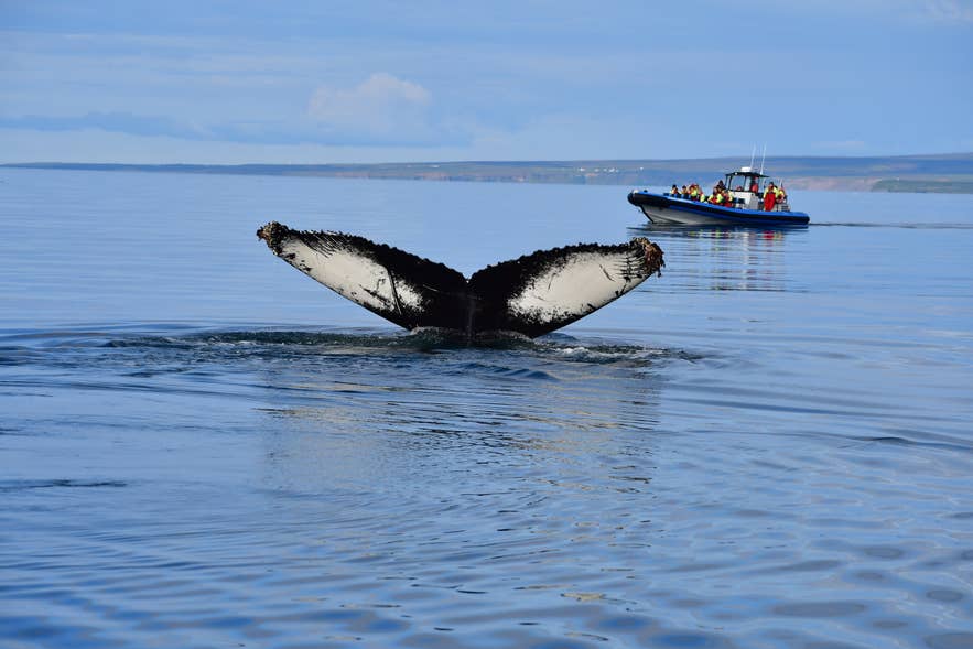 Humpback whale tail rising from calm water with a RIB boat of passengers in the distance Humpback whale tail rising from calm water with a RIB boat of passengers in the distance