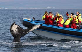 Familiengeführte Walbeobachtungs- & Papageitaucher-Safari-RIB-Bootstour ab Husavík