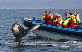 Familiengeführte Walbeobachtungs- & Papageitaucher-Safari-RIB-Bootstour ab Husavík