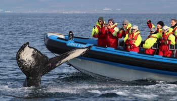 Hval- og lundefuglsafari med RIB-båt fra Húsavík
