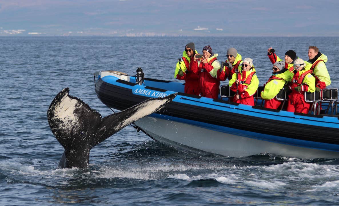 Iceland's Original Big Whale Safari and Puffins Tour on RIB Speedboat from Husavik