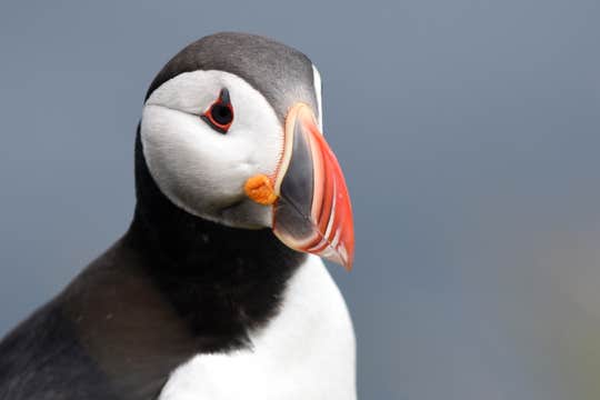 胡萨维克快艇观鲸观鸟旅行团