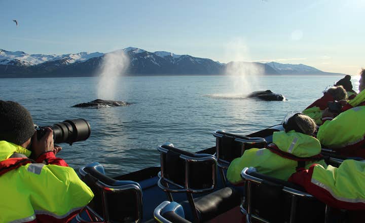 Rejs łodzią RIB z obserwacją wielorybów i maskonurów z Husaviku.