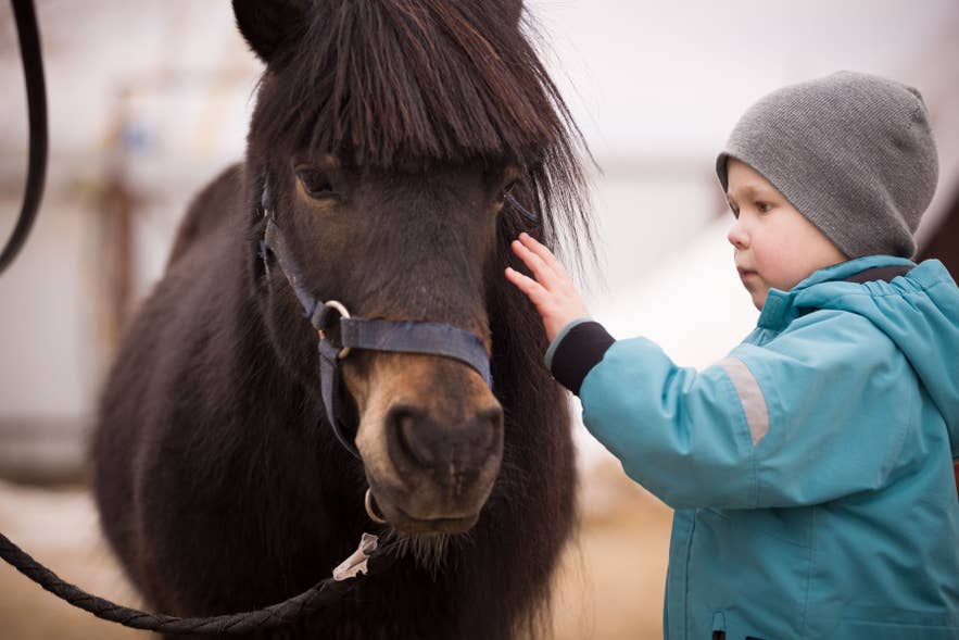 Islanda con bambini che incontrano un cavallo islandese in una fattoria adatta alle famiglie vicino a Reykjavik.
